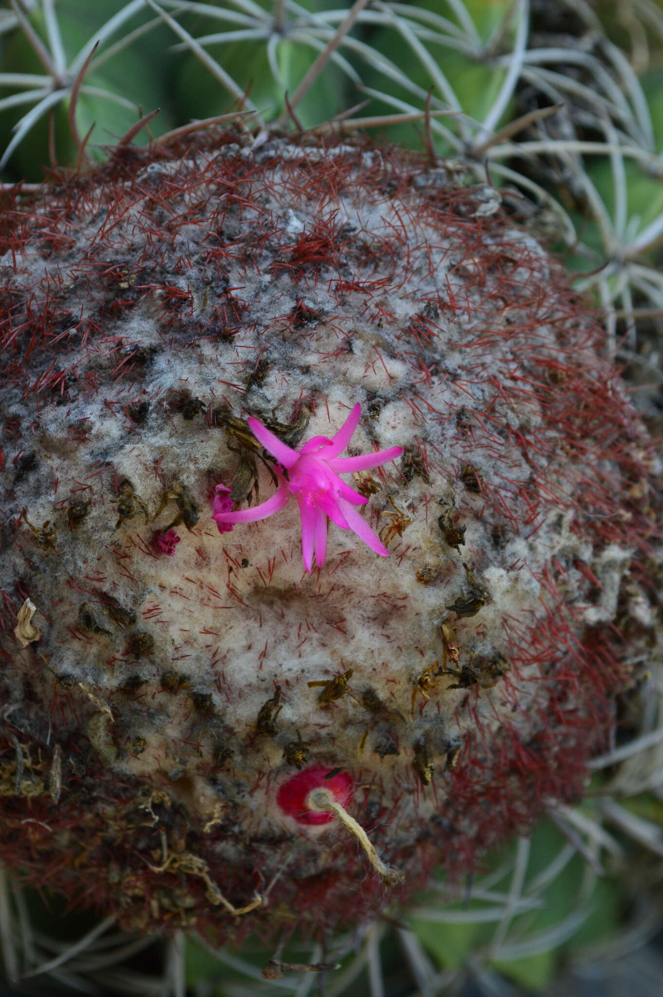 Image of Melocactus curvispinus subsp. curvispinus