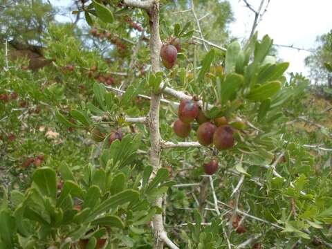 Image of Searsia pentaphylla (Jacq.) F. A. Barkley ex Moffett