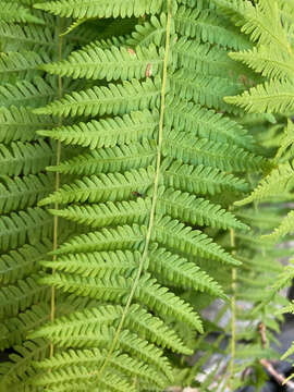 Imagem de Amauropelta nevadensis (Baker) S. E. Fawc. & A. R. Sm.