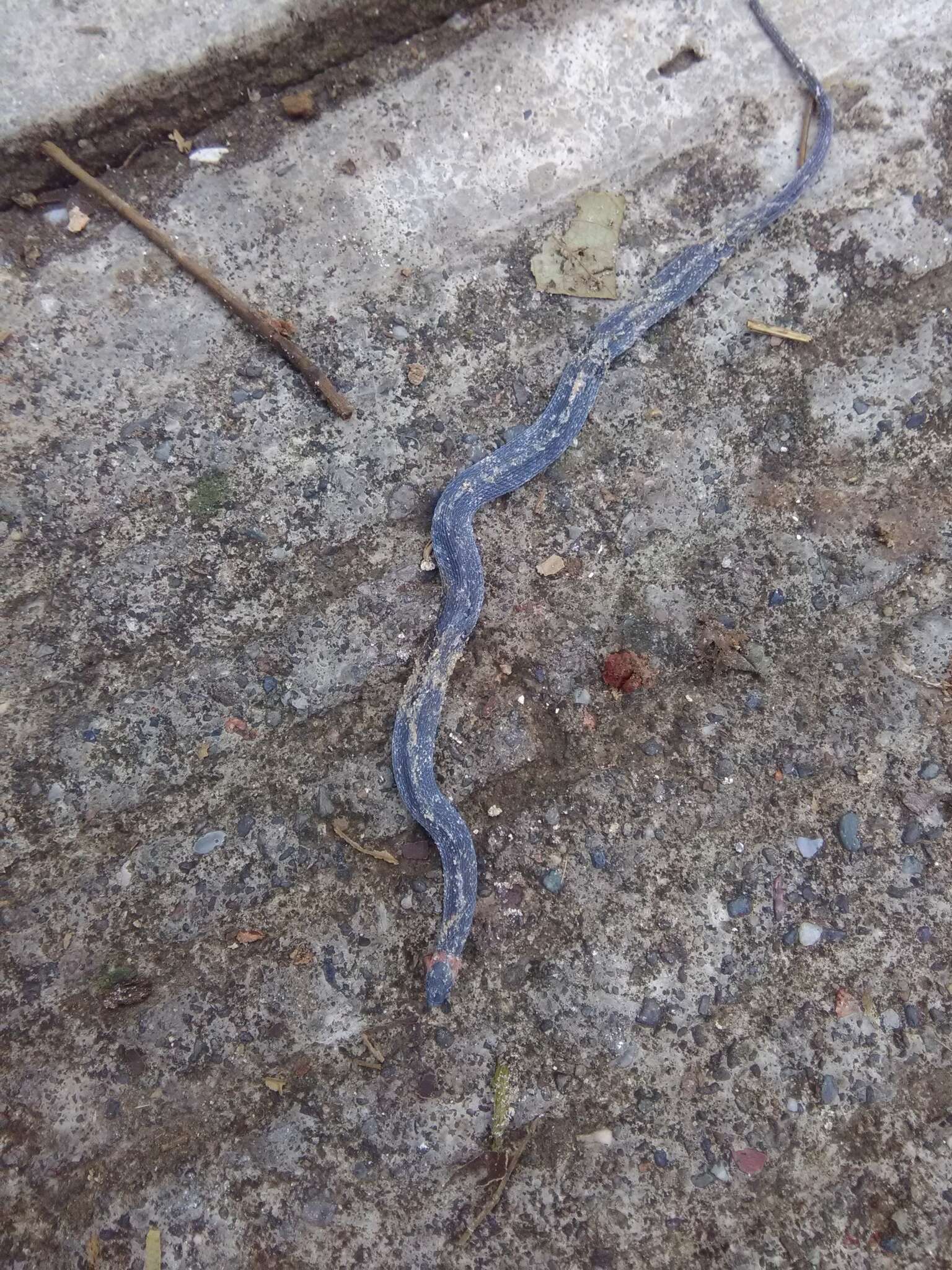 Image of Ringneck Coffee Snake