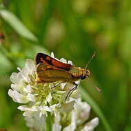 Image of Ocybadistes flavovittata Latreille 1824