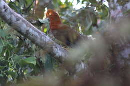 Rupicola peruvianus peruvianus (Latham 1790) resmi