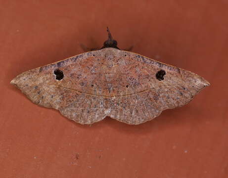 Image of Variable Metallata Moth