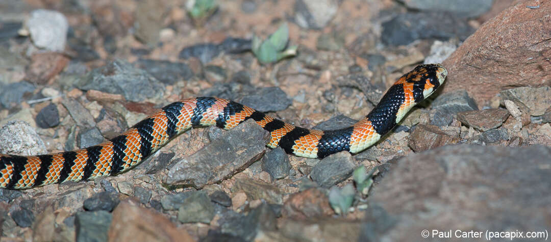 Image of Cape coral snake