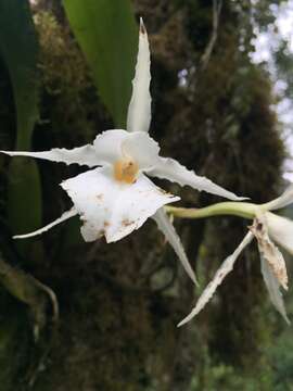 Trichopilia fragrans (Lindl.) Rchb. fil.的圖片