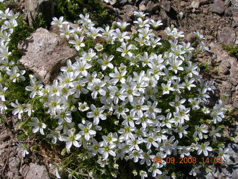 Image of Pseudocherleria imbricata (M. Bieb.) Dillenb. & Kadereit