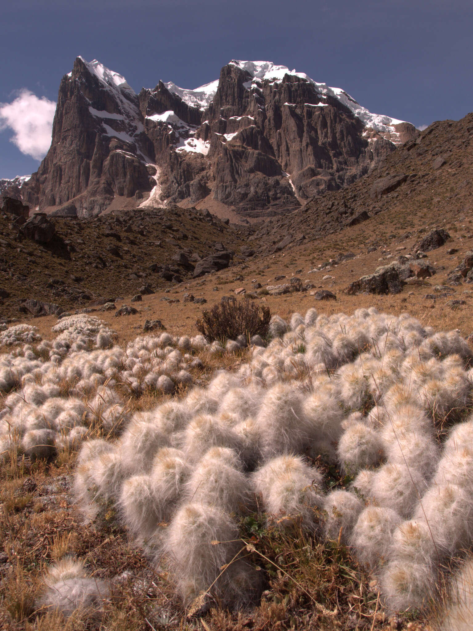 Plancia ëd Austrocylindropuntia floccosa (Salm-Dyck) F. Ritter