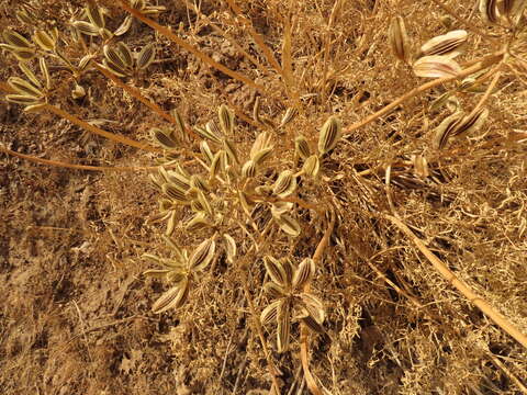 Image of Suksdorf's desertparsley