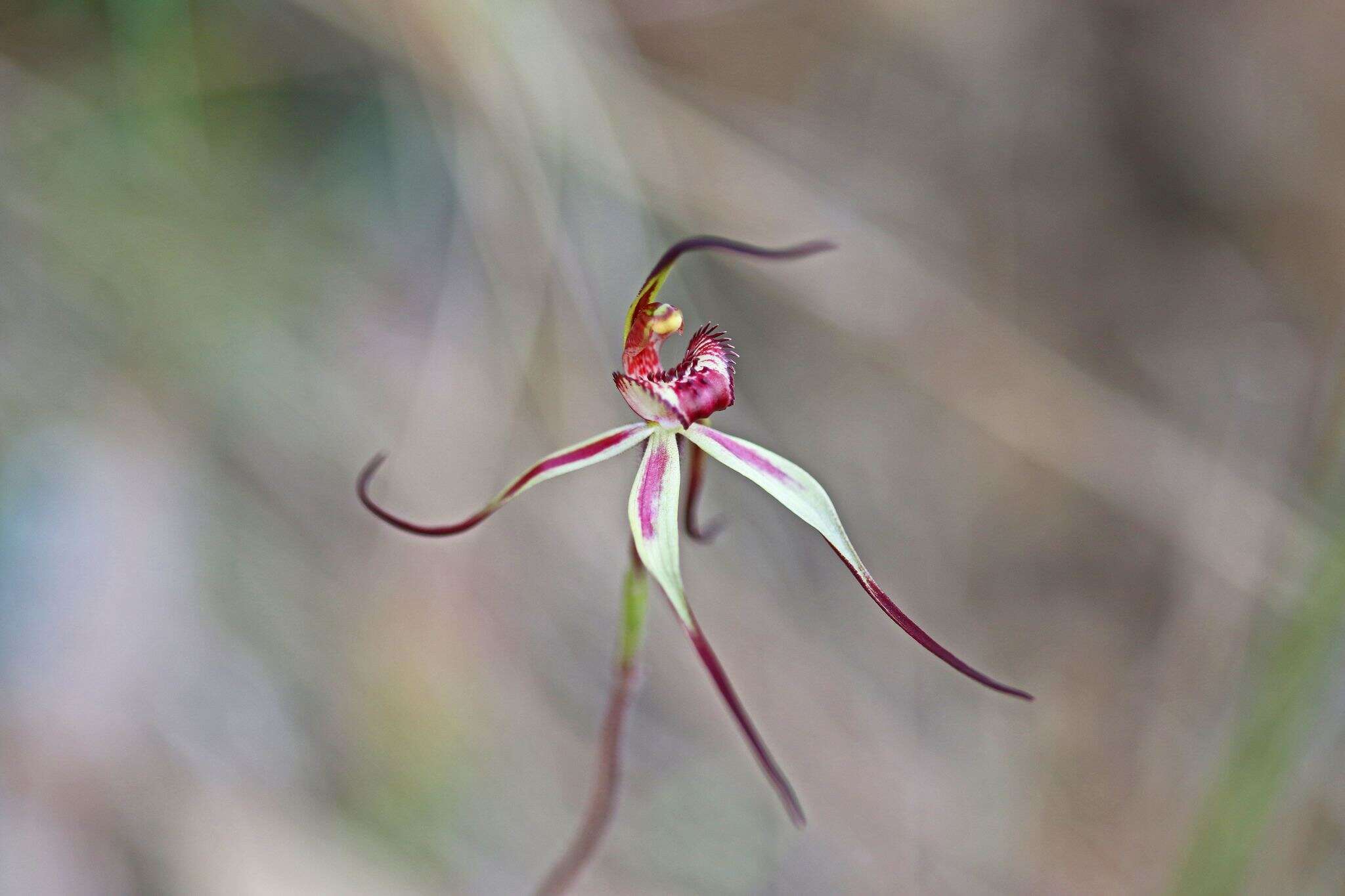 Image of Red-lipped spider orchid