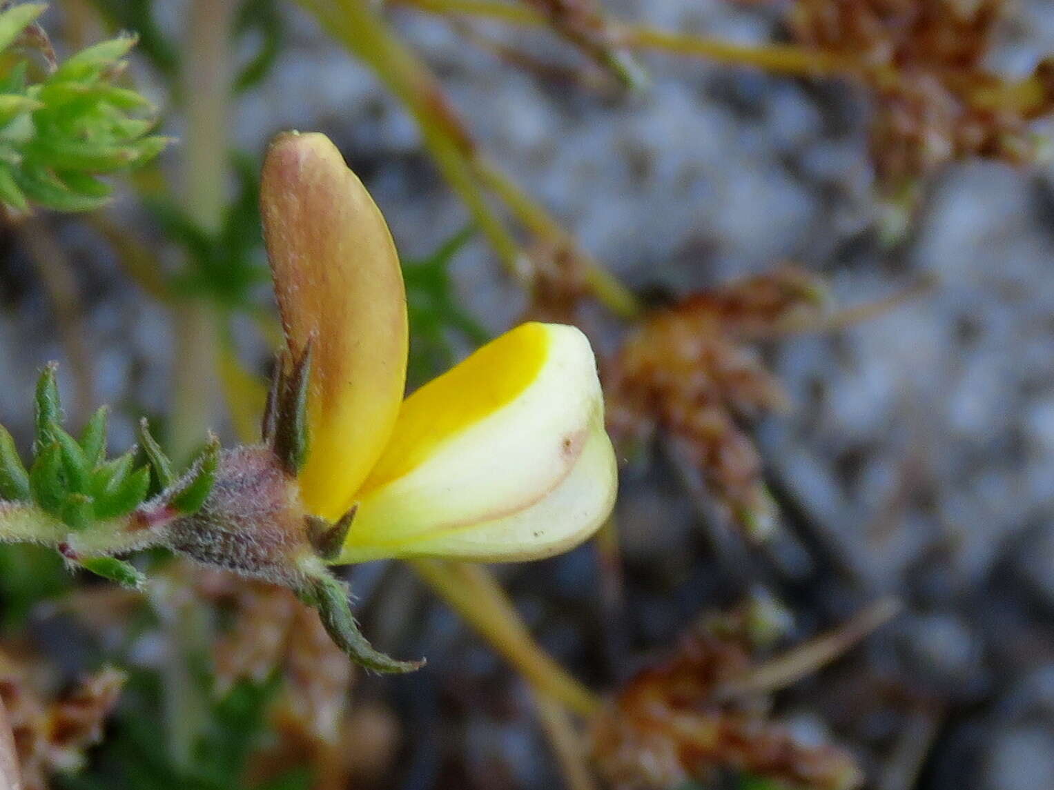 Image of Aspalathus retroflexa subsp. retroflexa