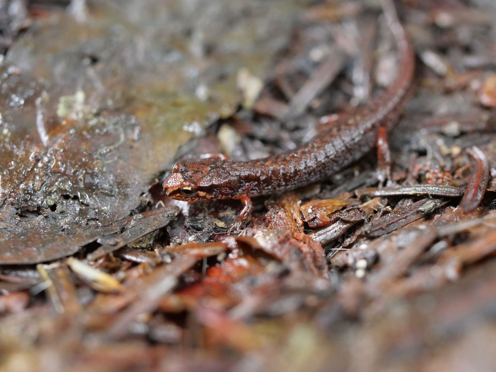 Image of Pygmy Salamander