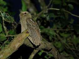 Image of Large Frogmouth