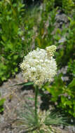 Plancia ëd Xerophyllum asphodeloides (L.) Nutt.