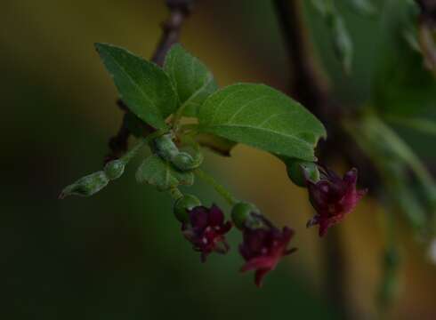 Imagem de Fuchsia encliandra subsp. tetradactyla (Lindl.) Breedlove