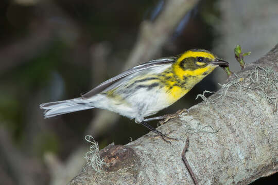 Image of Townsend's Warbler