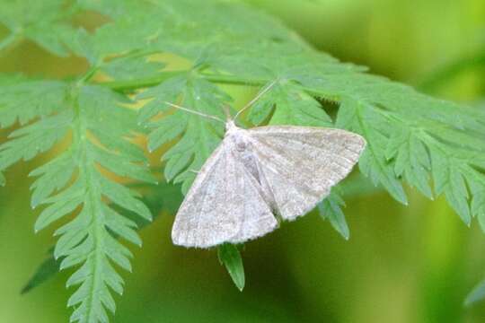 Image of Polypogon strigilata (Linnaeus 1758)