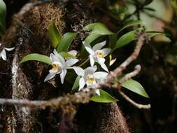 Imagem de Coelogyne corymbosa Lindl.