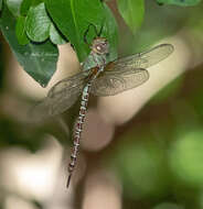 Image of Mangrove Darner