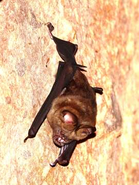 Image of Great Himalayan Leaf-nosed Bat