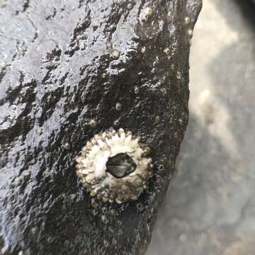 Image of Acorn barnacle