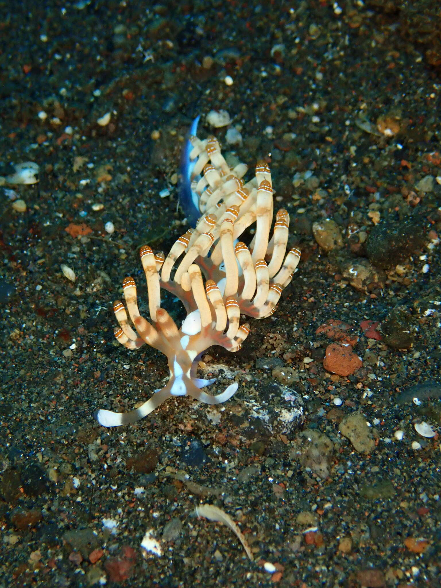 Image of Beautiful red-ring pastel slug