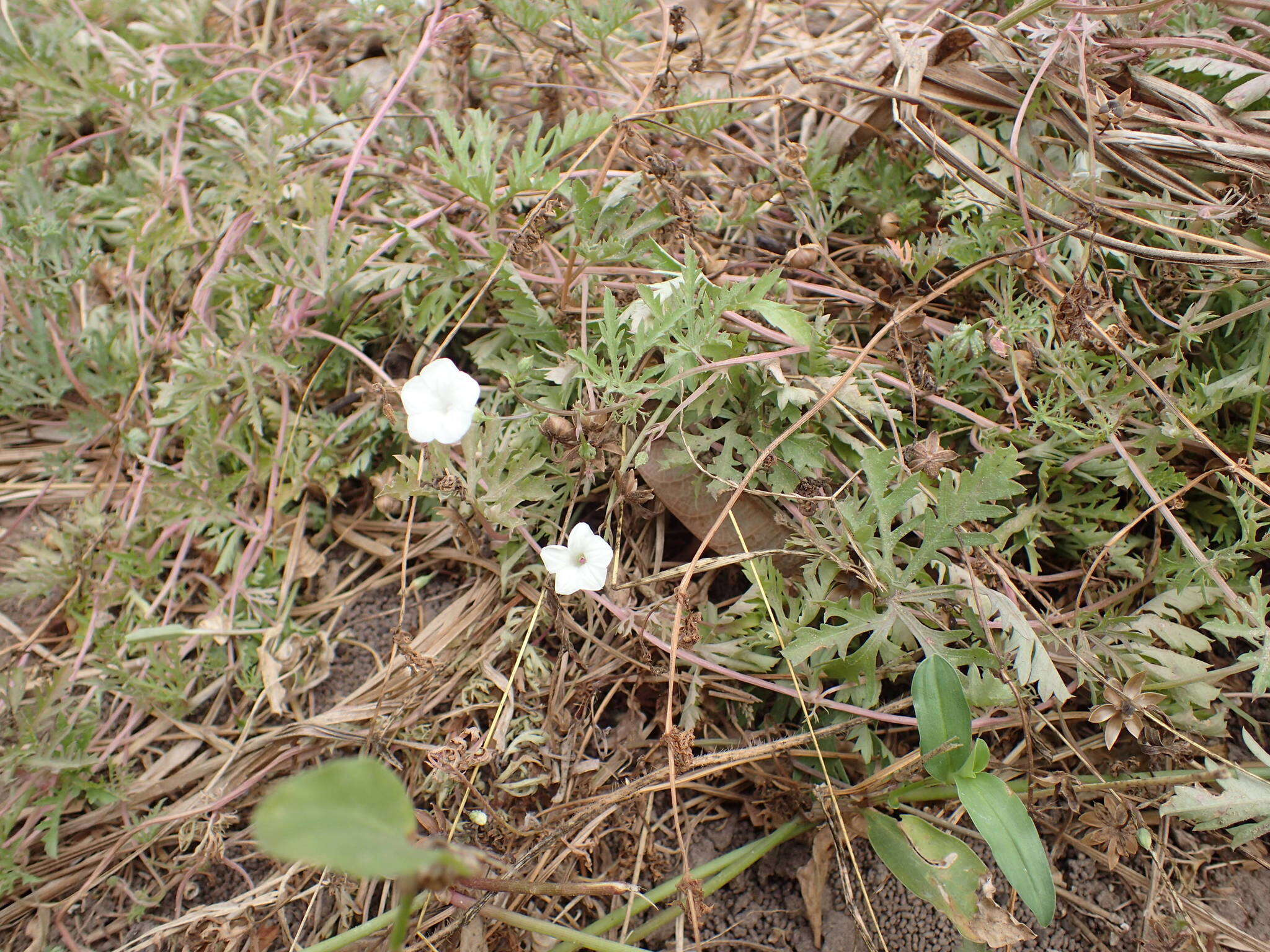 Слика од Ipomoea coptica (L.) Roth