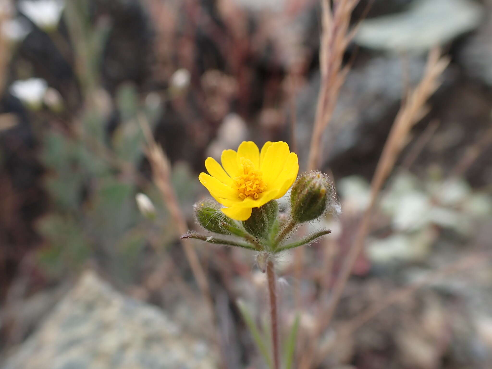 Image of tarweed