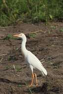 Image of Bubulcus ibis ibis