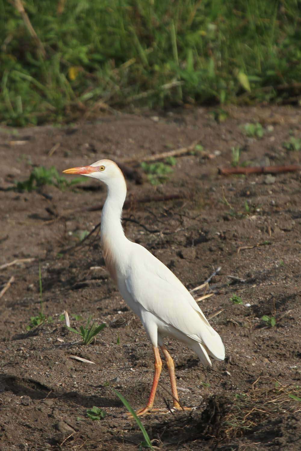 Image of Bubulcus ibis ibis