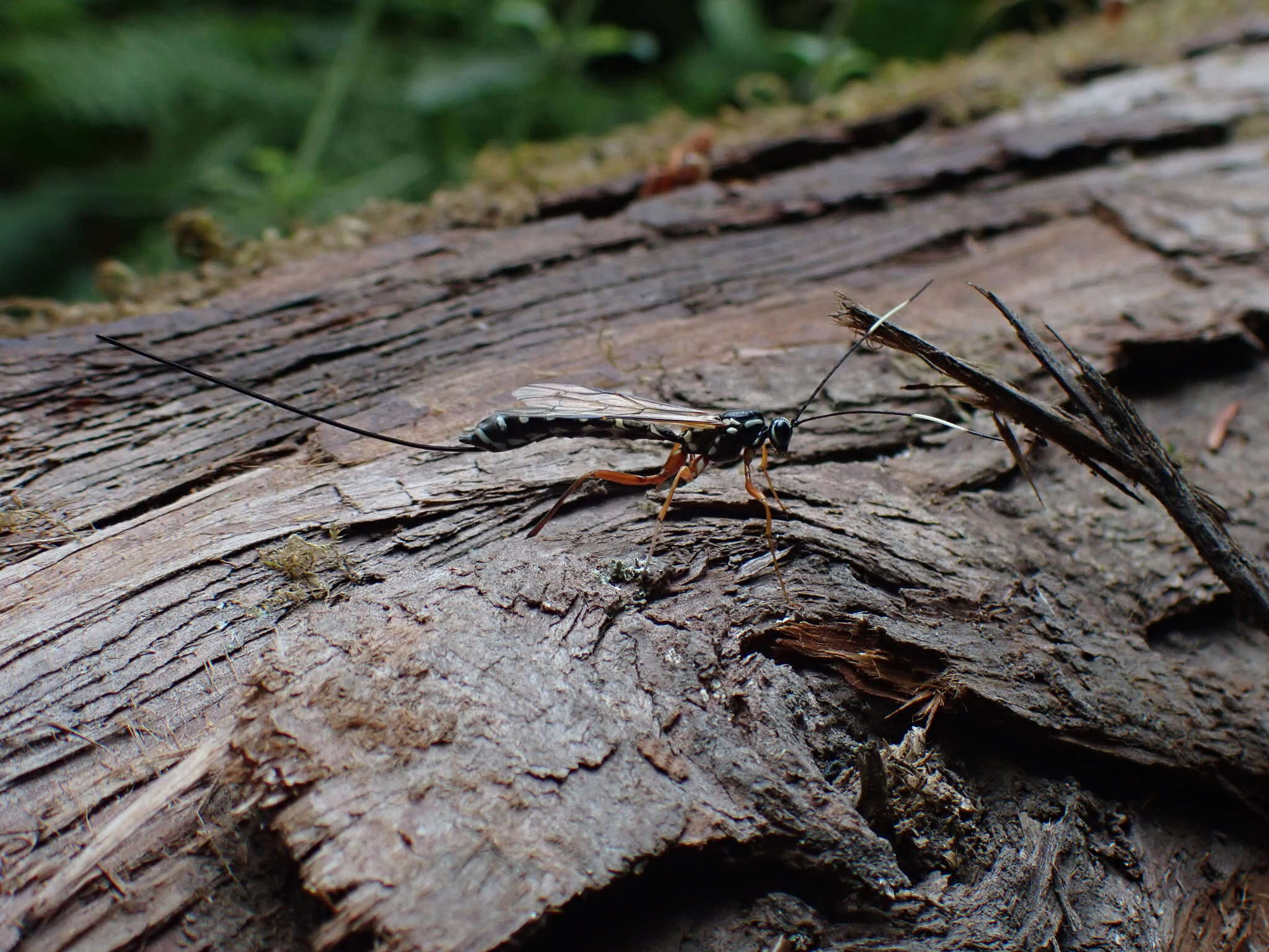 Image of Sirex parasitoid