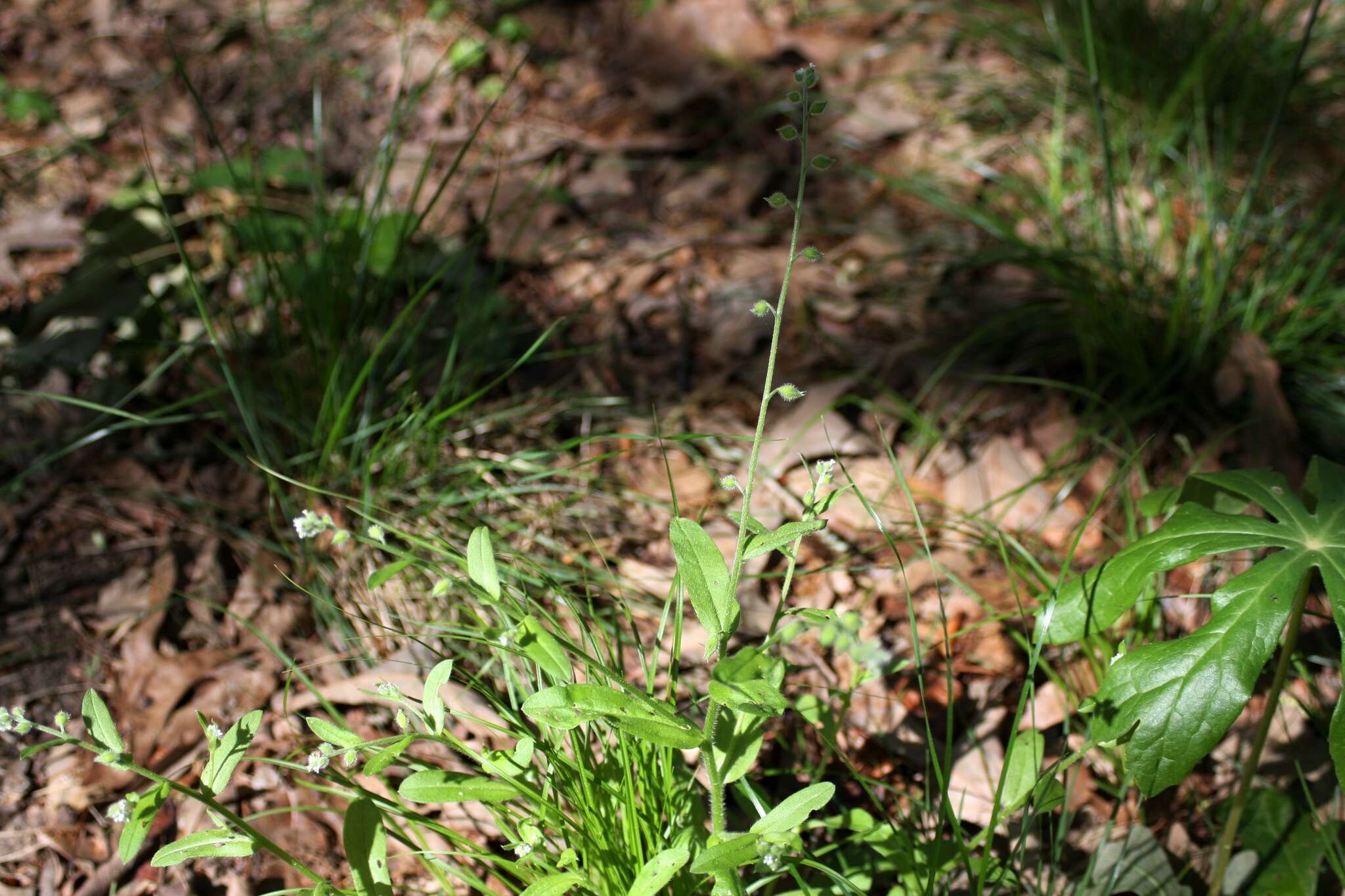 Imagem de Myosotis macrosperma Engelm.