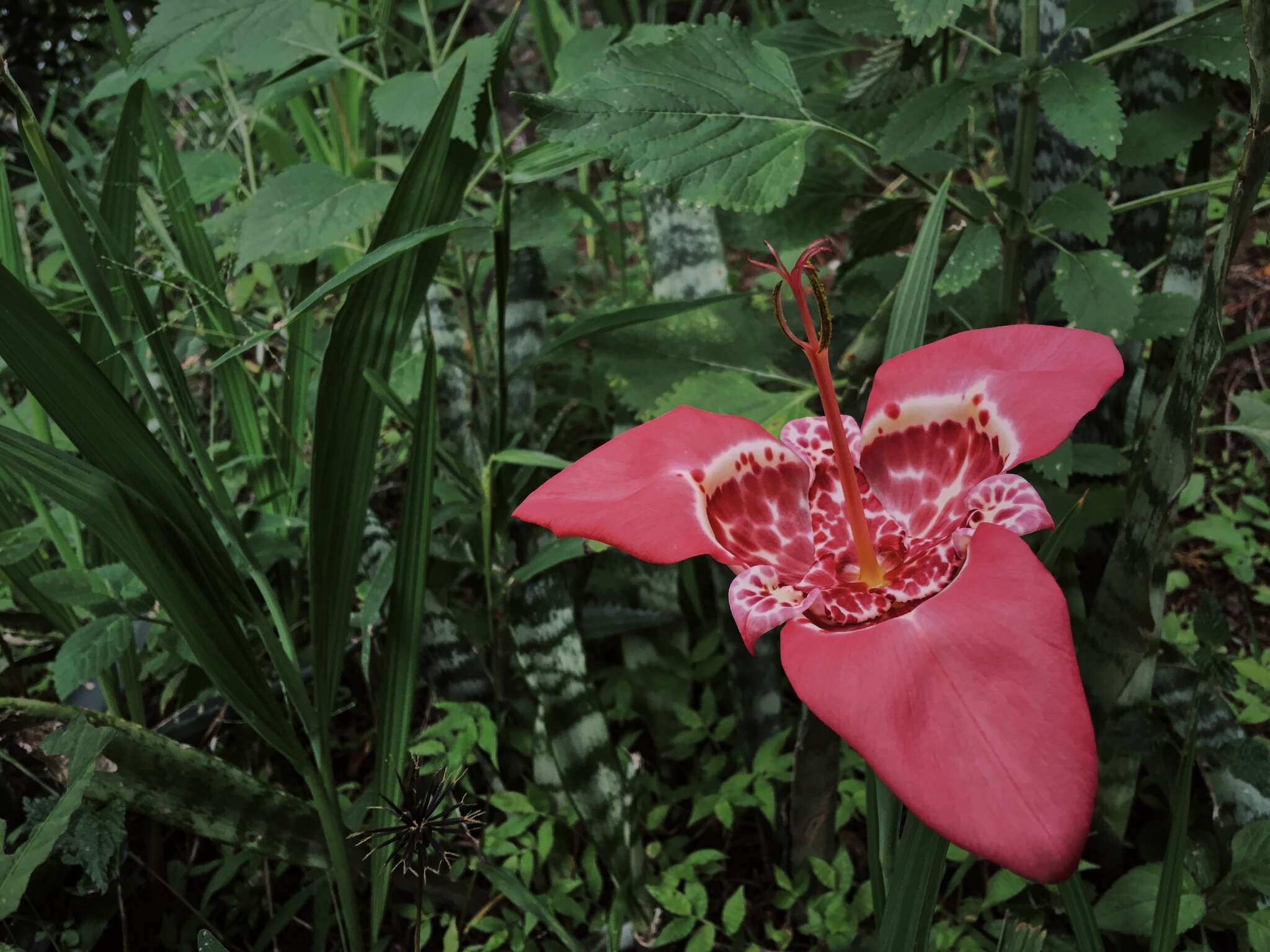 Слика од Tigridia pavonia (L. fil.) Redouté