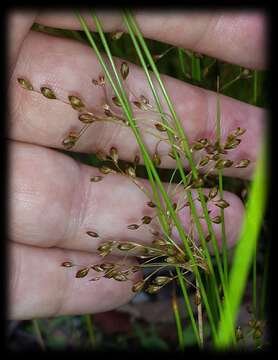 Image of Juncus pauciflorus R. Br.