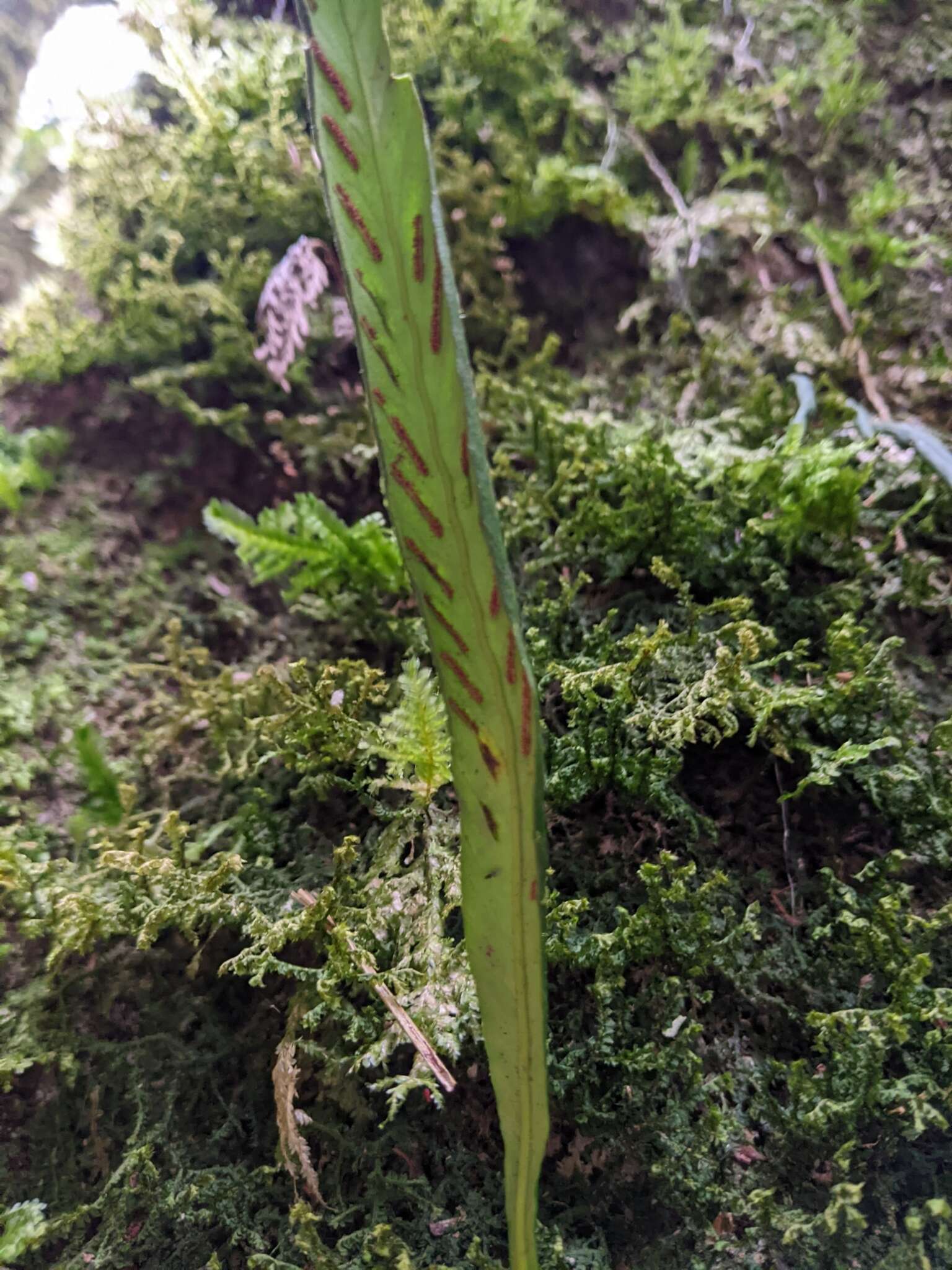 Imagem de Asplenium ensiforme Wall.