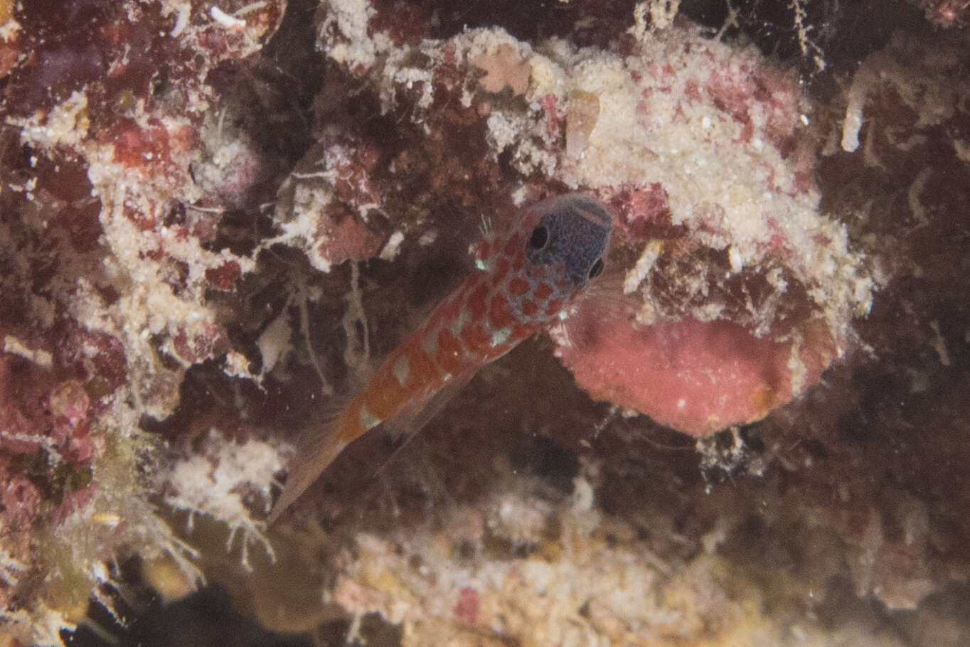 Image of Lantana dwarfgoby