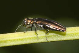 Agrilus egenus Gory 1841 resmi