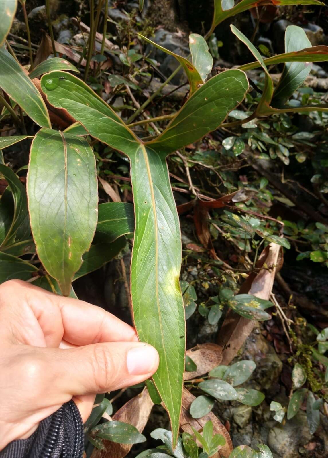 Plancia ëd Anthurium angustilobum Croat