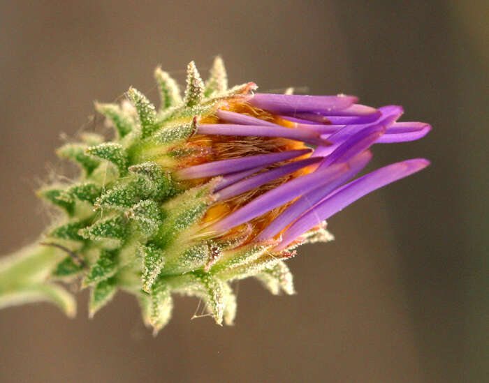 Imagem de Dieteria canescens var. canescens