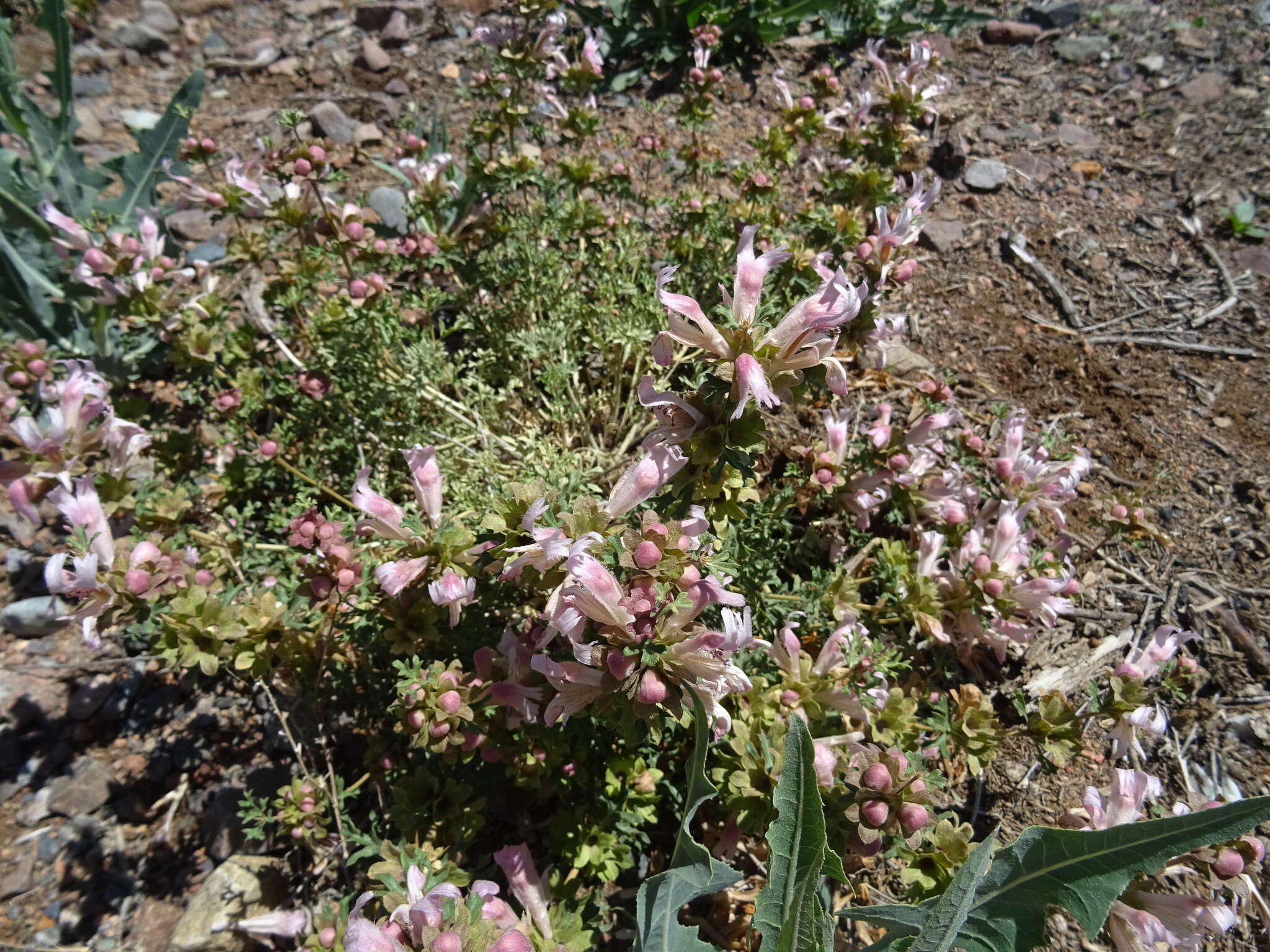 Lagochilus platyacanthus Rupr.的圖片