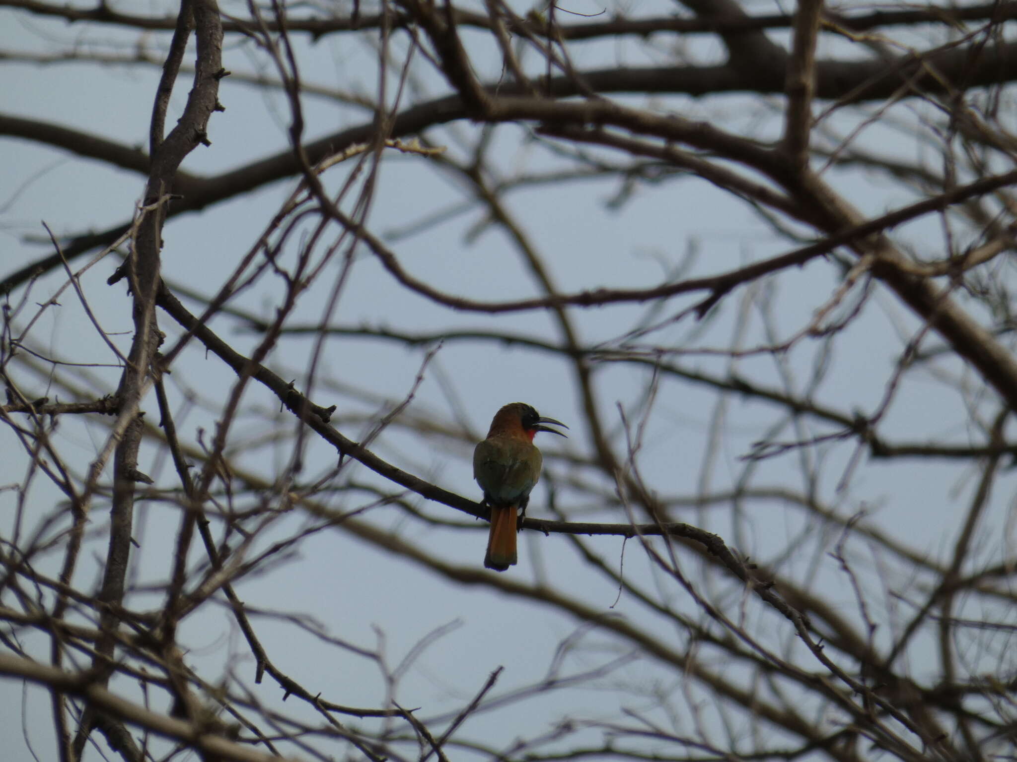 Image of Red-throated Bee-eater