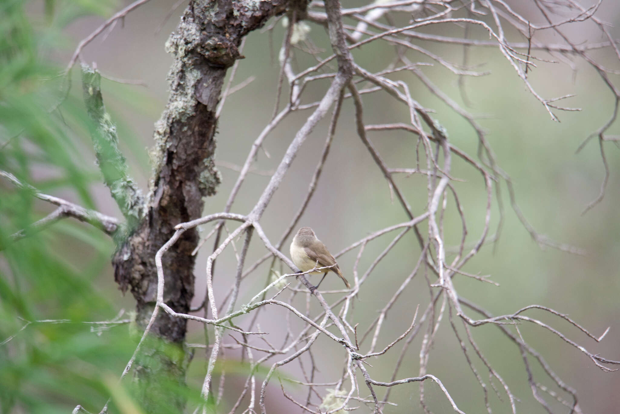 Image of Western Thornbill