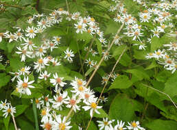 Image of mountain aster