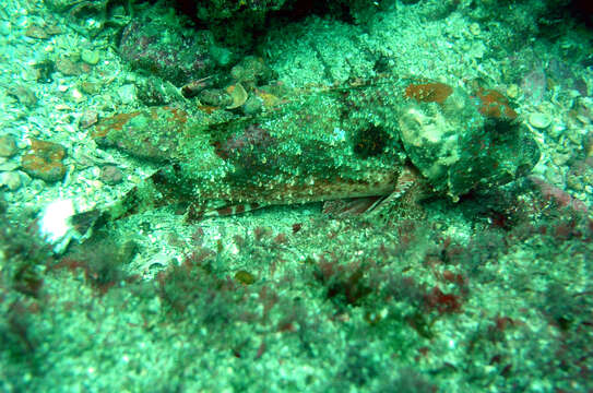 Image of Dark blotch scorpionfish