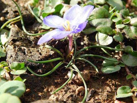 Image of Long Capecrocus