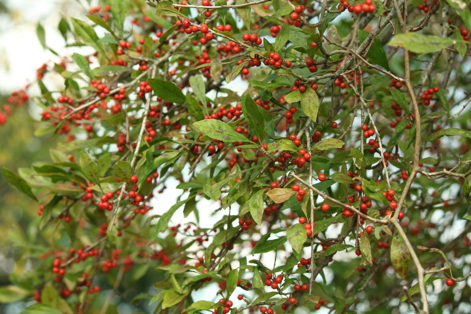 Image of possumhaw