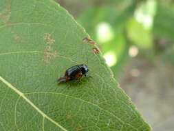 Cryptocephalus notatus Fabricius 1787 resmi