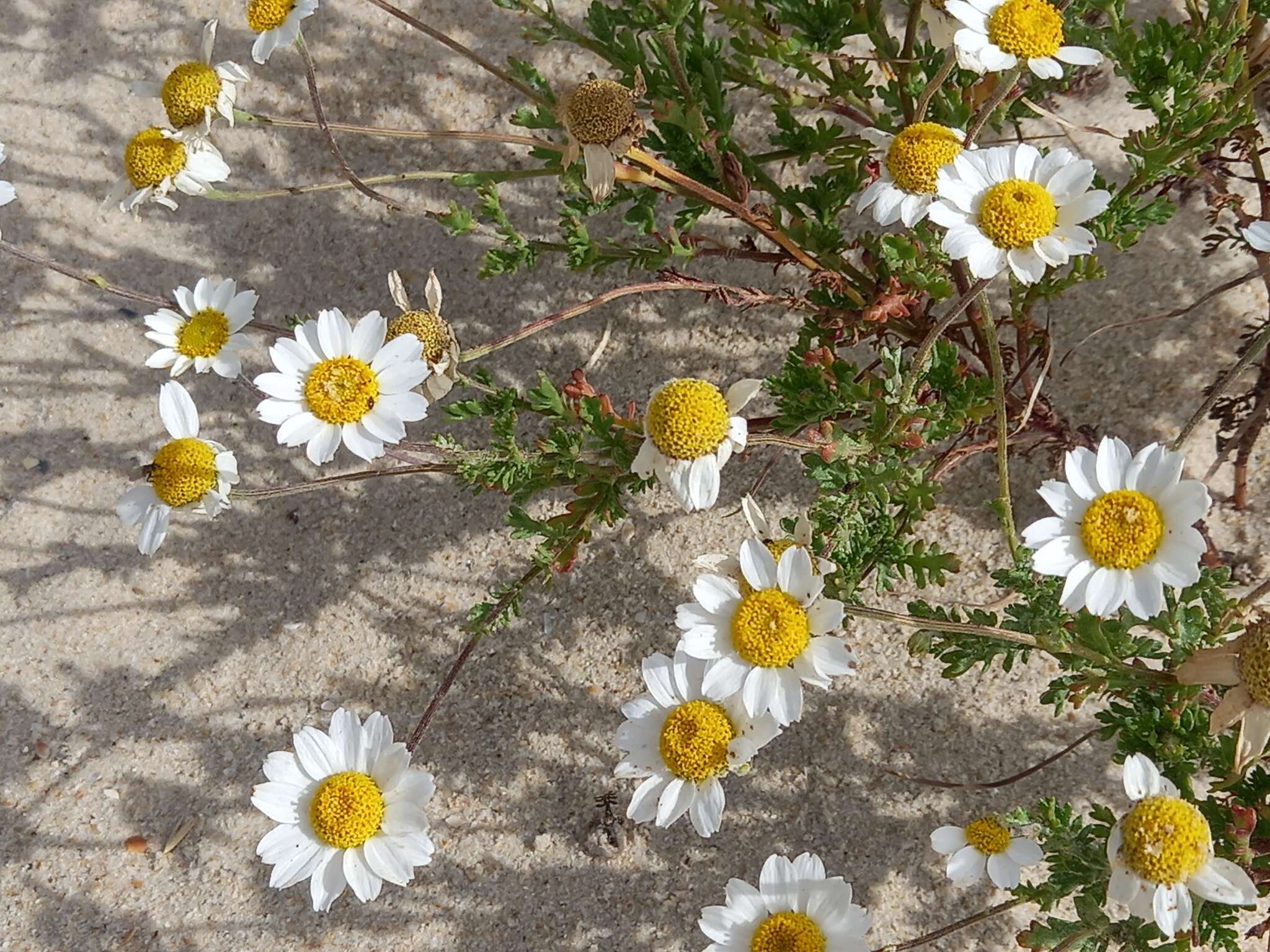 Слика од Anthemis maritima L.