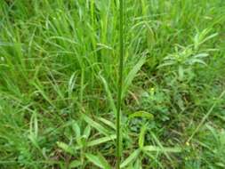 Image of <i>Erigeron <i>strigosus</i></i> var. strigosus