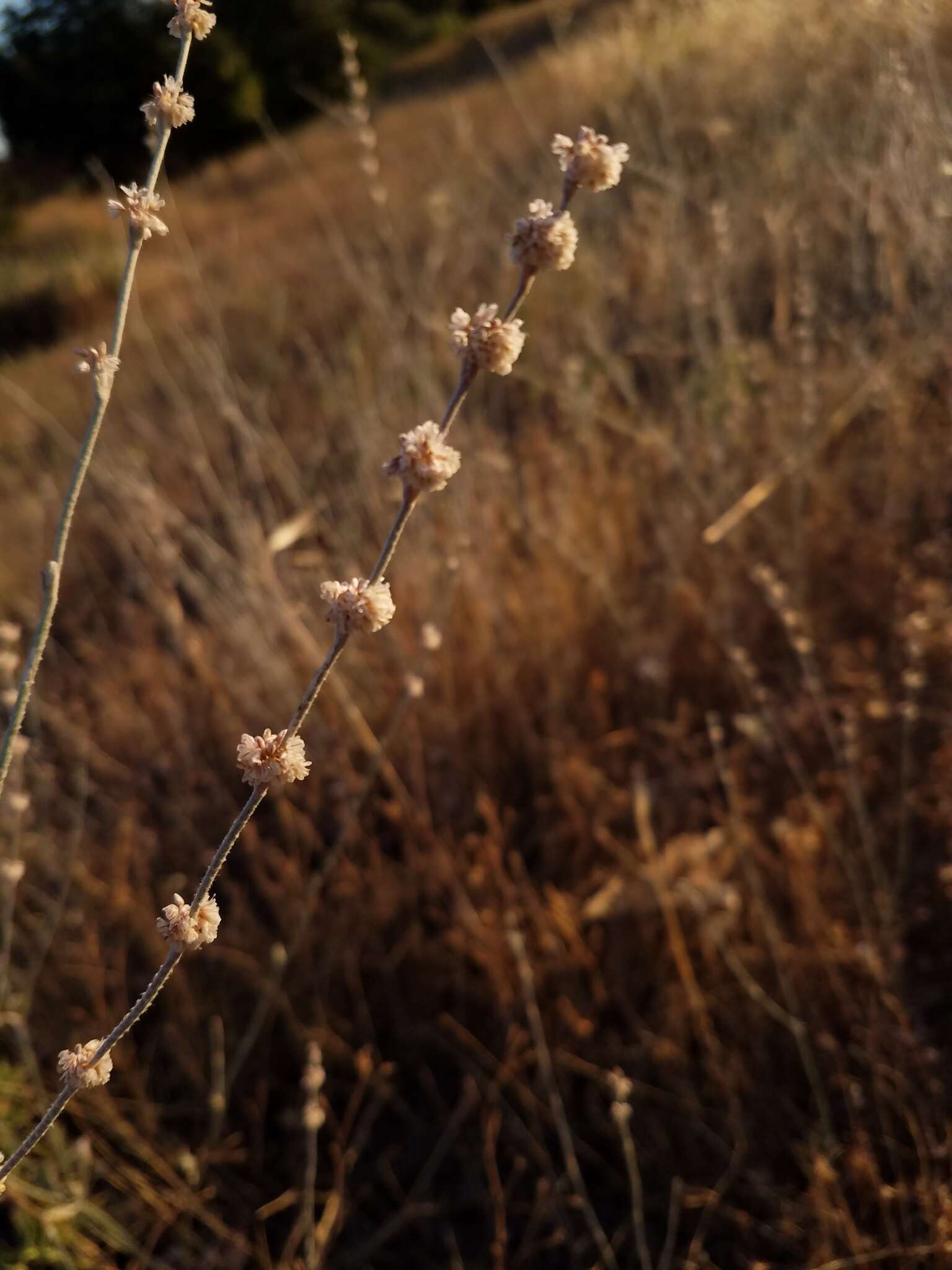 Image of wand buckwheat