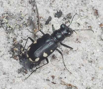 Image of Cicindela (Cicindela) scutellaris rugifrons Dejean 1825